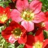 Steinbrech (Saxifraga 'Blutenteppich')