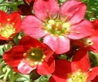 Steinbrech (Saxifraga 'Blutenteppich')