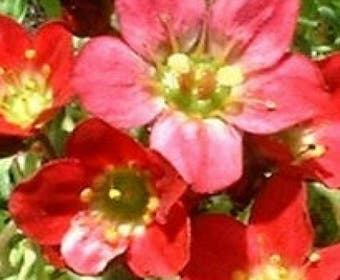Steinbrech (Saxifraga 'Blutenteppich')