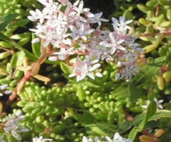 Fetthenne (Sedum album)