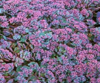 Fetthenne (Sedum cauticola 'Lidakense')