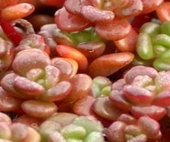 Fetthenne (Sedum oreganum)