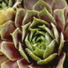 Huislook (Sempervivum 'Othello')