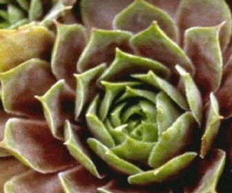 Huislook (Sempervivum 'Othello')