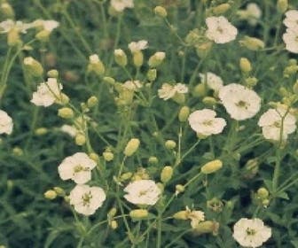 Leimkraut (Silene uniflora 'Weisskehlchen')