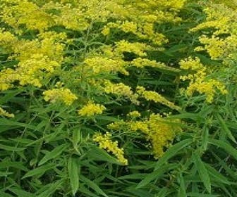 Goldrute (Solidago 'Golden Mosa')
