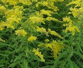 Goldrute (Solidago 'Golden Mosa')