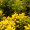 Goldrute (Solidago 'Goldkind')