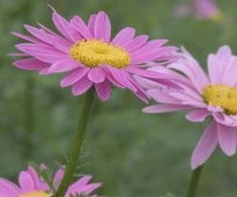Wurmkraut (Tanacetum coccineum 'Robinson's Rose')