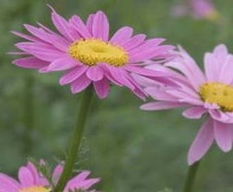 Wurmkraut (Tanacetum coccineum 'Robinson's Rose')