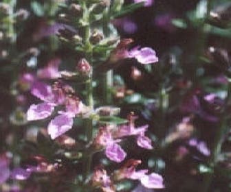 Gamander (Teucrium lucidrys)