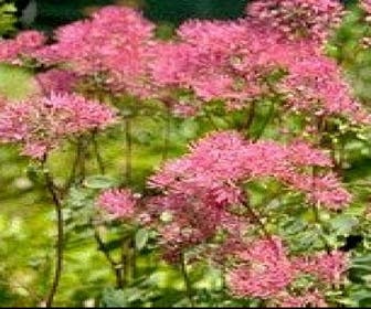 Akeleiblatt (Thalictrum aquilegifolium 'Thundercloud')