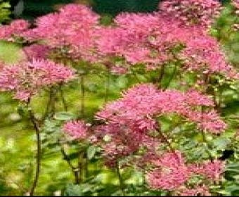 Akeleiblatt (Thalictrum aquilegifolium 'Thundercloud')