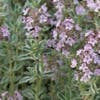 Thymian (Thymus citriodorus 'Silver Queen')