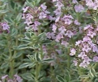 Thymian (Thymus citriodorus 'Silver Queen')