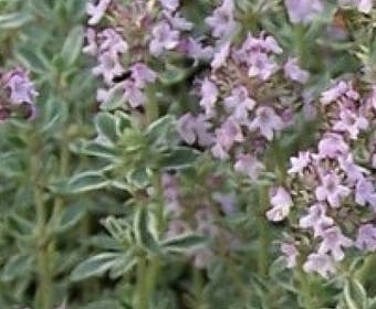 Thymian (Thymus citriodorus 'Silver Queen')