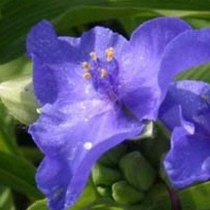 Tagetes (Tradescantia 'Blue Stone')