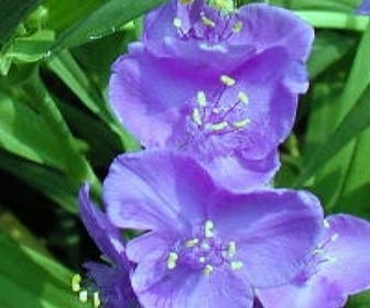 Eintagsblume (Tradescantia 'Leonora')