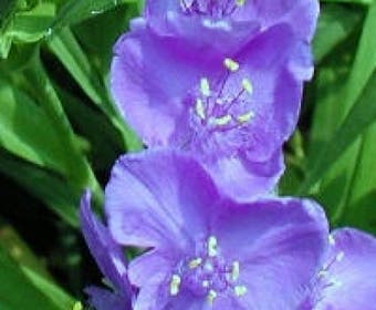 Eintagsblume (Tradescantia 'Leonora')
