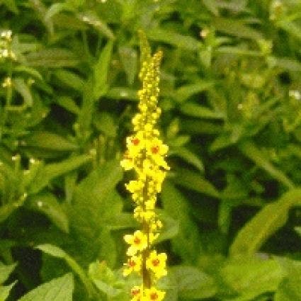 Schwarze Königskerze (Verbascum nigrum)