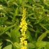 Schwarze Königskerze (Verbascum nigrum) BIO