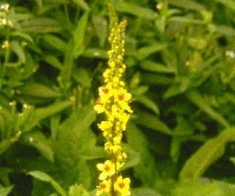 Schwarze Königskerze (Verbascum nigrum) BIO