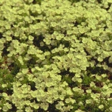 Ehrenpreis (Veronica repens)
