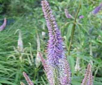Virginische Ehrenpreis (Veronicastrum virginicum 'Lavendelturm')