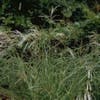 Chinesisches Schilf, Ziergras (Miscanthus sinensis 'Kleine Silberspinne') BIO