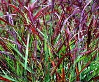 Fingergras (Panicum virgatum 'Rotstrahlbush')