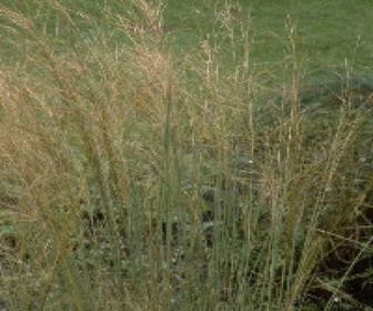 Federgras (Stipa capillata)