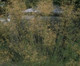 Federgras (Stipa gigantea)