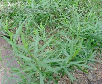 Dragon / Estragon (Artemisia dracunculus 'Senior')