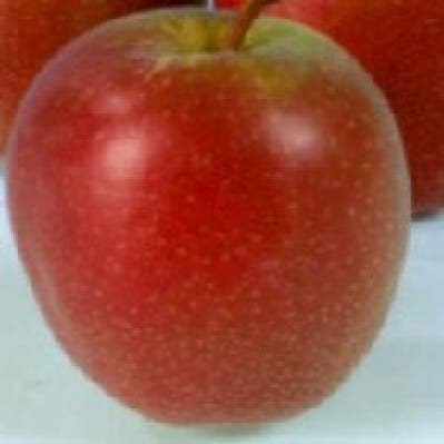 Apfelbaum (Malus domestica 'Summerred')