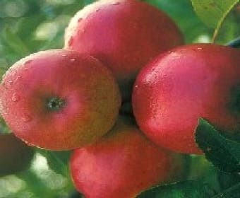 Apfelbaum (Malus domestica 'Ecolette')