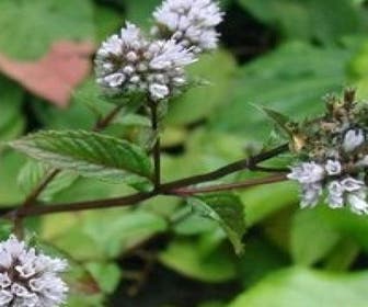 Pfefferminze (Mentha piperita)