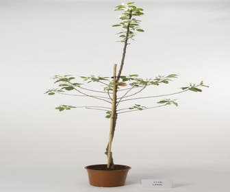 Apfelbaum (Malus domestica 'Lena')