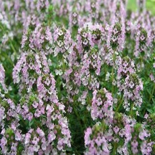 Thymus citriodorus (Citroentijm)