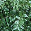 Eisenfarn (Cyrtomium falcatum)