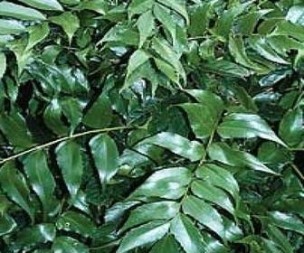 Eisenfarn (Cyrtomium falcatum)