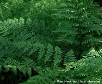 Breitblättriger Dornfarn (Dryopteris dilatata)