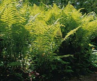 Matteuccia pensylvanica Amerikanischer Strauß- oder Becherfarn