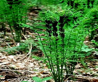 Kronenfarne (Osmunda claytoniana)