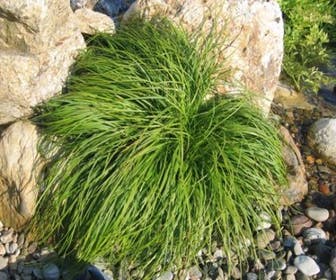 Zwerg-Segge (Carex caryophyllea 'The Beatles')