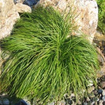 Zwerg-Segge (Carex caryophyllea 'The Beatles')