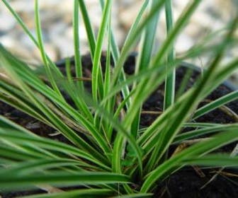 Segge (Carex conica 'Snowline')