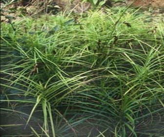 Zegge (Carex muskingumensis)