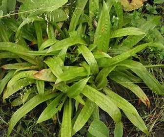 Segge (Carex plantaginea)