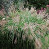 Chinesisches Schilf, Ziergras (Miscanthus sinensis 'Kleine Fontaine')