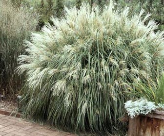 Chinesisches Schilf, Ziergras (Miscanthus sinensis 'Yaku Jima')